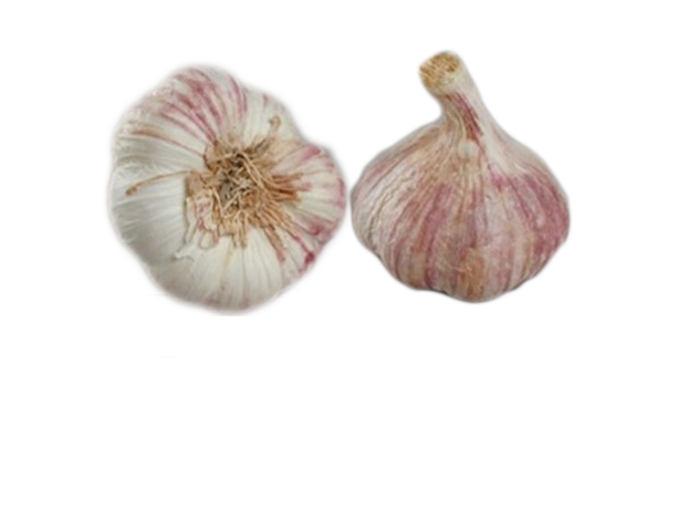 Germidor garlic bulb