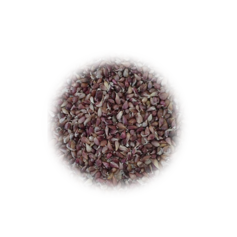Prometei garlic bulb